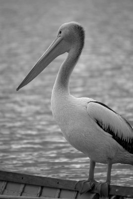 pelican 2 v.jpg