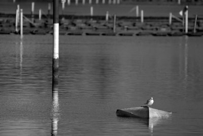 boat and gull h.jpg