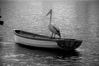 pelican and boat v.jpg