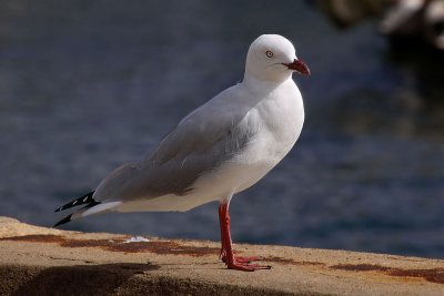 seagull 1 h.jpg