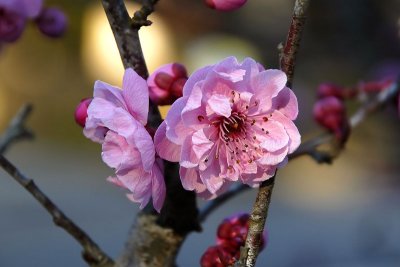 cherry blossom h.jpg