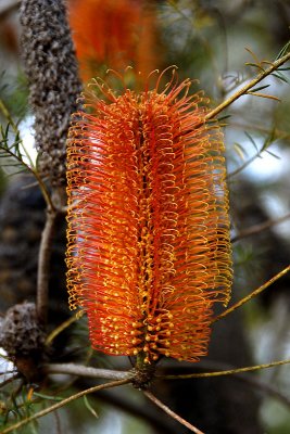 native bottlebrush v.jpg