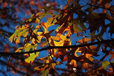 oak leaves h.jpg
