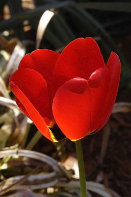 red tulip v.jpg