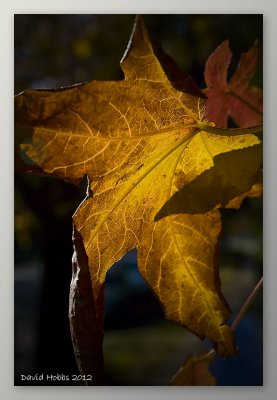autumn leaf wf.jpg