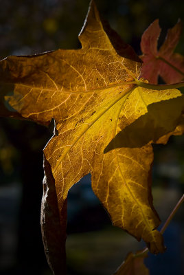 autumn leaf w.jpg