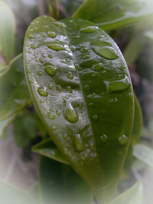 wet leaf 2 wl.jpg