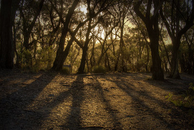 mt vic zig zag track 3w.jpg