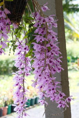Dendrobium Orchid 4668r.jpg