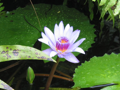 Waterlily (you knew that!) 357a.JPG
