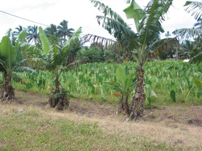 Taro plantation 388.jpg