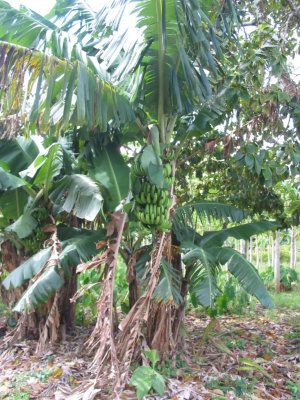 Banana tree 389.jpg