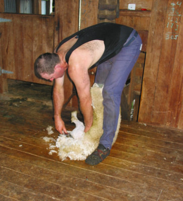 Shearing 093