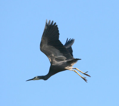 Heron in flight 6628r
