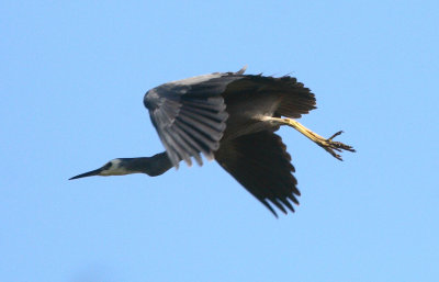 Heron in flight 6629r