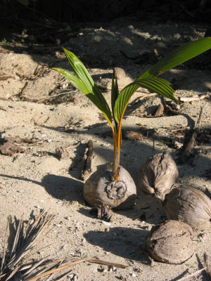 How a coconut tree starts life 028.jpg