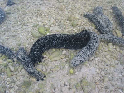 Sea slugs are everywhere 086.jpg