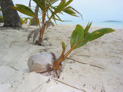 Young coconut starts life. 113.jpg