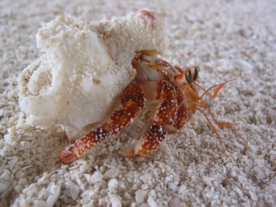 A cute hermit crab (everywhere) 121.jpg