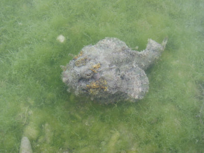Stand on this stonefish, you will probably die in excrutiating agony! 148.jpg