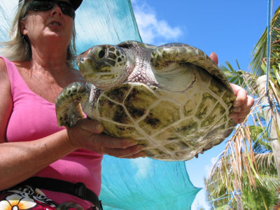 At a turtle and giant clam rescue facility -175.jpg
