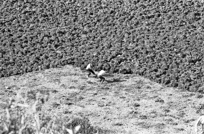 BW25_007.jpg