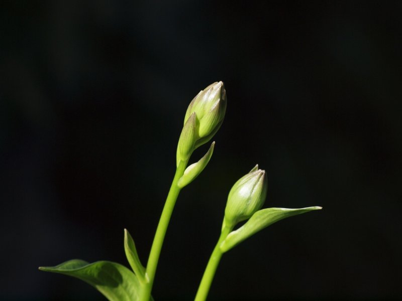Hosta Buds