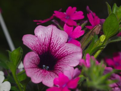 The Petunias Bring Spring Colors To Our Porch