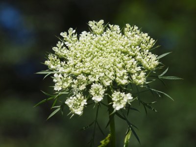 The arrival of Queen Annes Lace is always an early summer event in this region.