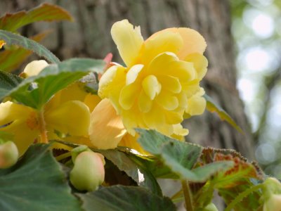 Yellow Begonia3-20011.jpg