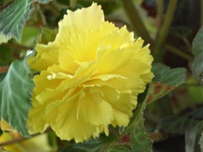 Yellow Begonia4-20011.jpg