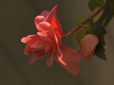 Pink Begonia 2011.jpg