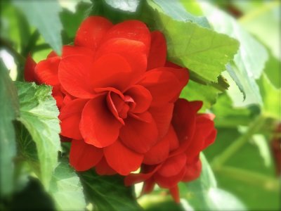 Red Begonia2-2011.jpg