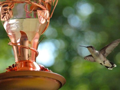 Hummingbird Ready To Feed