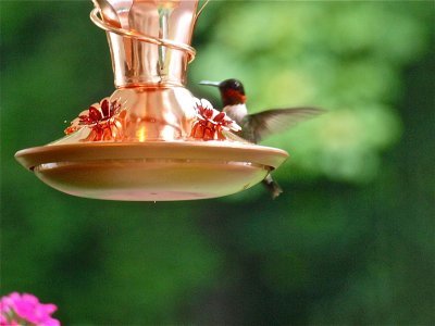 Another Hummingbird.jpg