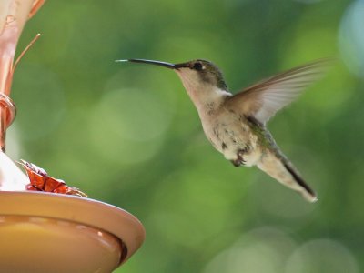 Hummingbird Hovering 