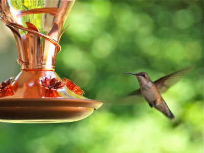 Today's Hummer - 7/30/11