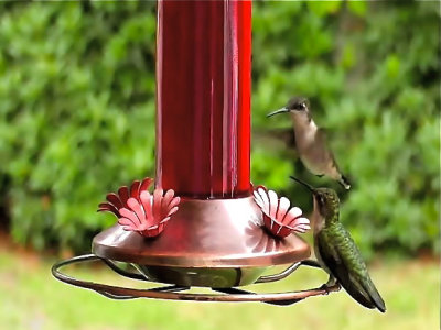 Hummingbirds 8-5-11.jpg