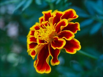 Late Blooming Marigold