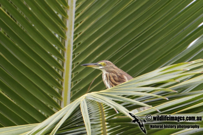 Chinese Pond Heron 0988.jpg