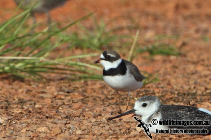 Semipalmated Plover 2736.jpg