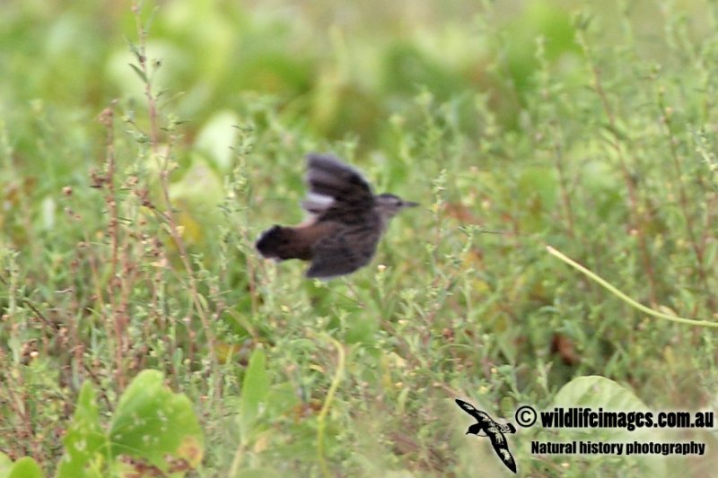 Pallass Grasshopper Warbler 1063.jpg