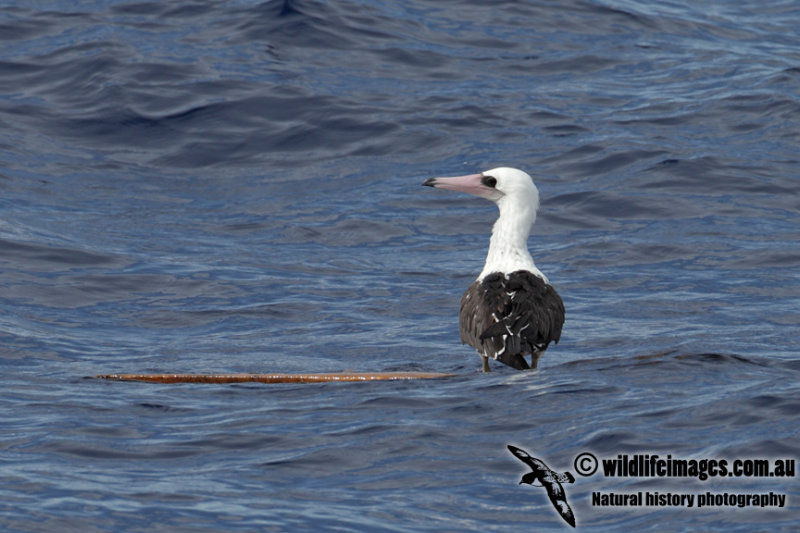 Abbotts Booby 8522.jpg