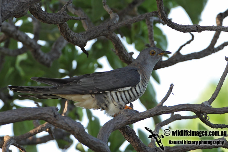 Oriental Cuckoo 0903.jpg