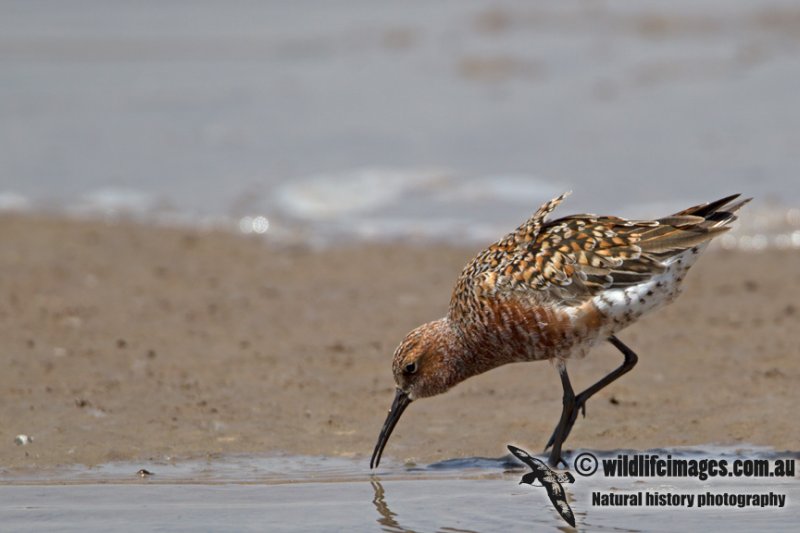 Curlew Sandpiper a2136.jpg