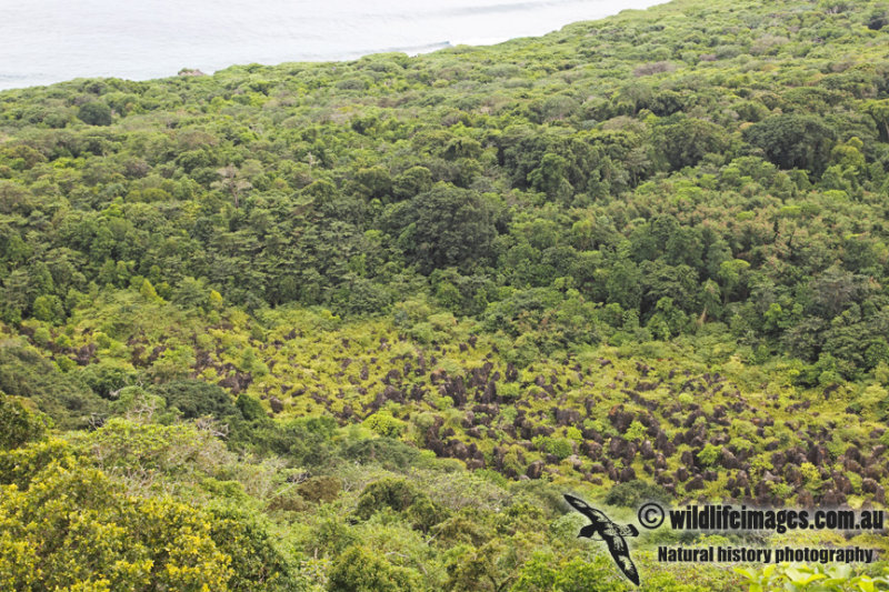 Christmas Island a9991.jpg
