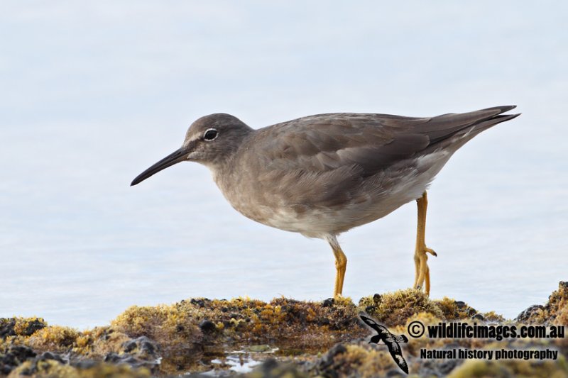 Wandering Tattler 2754.jpg