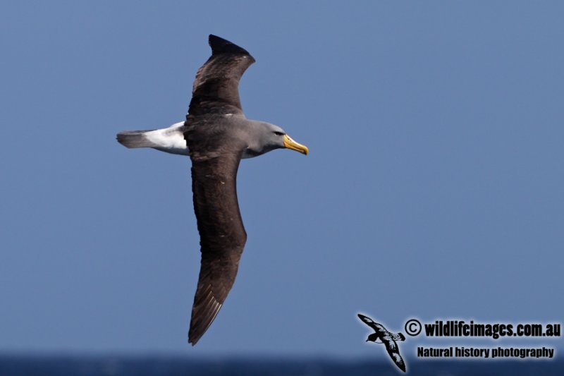 Chatham Island Albatross a9262.jpg