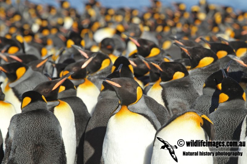 King Penguin a2857.jpg