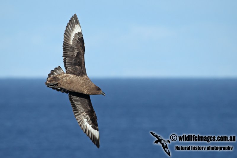 Southern Skua a2917.jpg
